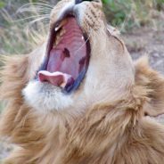 What Does Survive? The Roar of the Lion