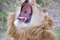 What Does Survive? The Roar of the Lion