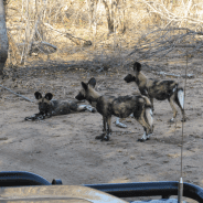 Mad Dogs and Englishmen… or Wild Dogs and Americans