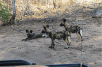Mad Dogs and Englishmen… or Wild Dogs and Americans