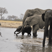 Elephants Both In And Out Of The Room