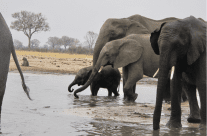 Elephants Both In And Out Of The Room