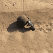 Watch the Dung Beetle