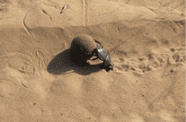 Watch the Dung Beetle