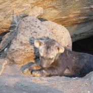 Myths and Bad Reputations in South Africa and Around the World