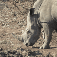 Keeping My Nose to the Grindstone