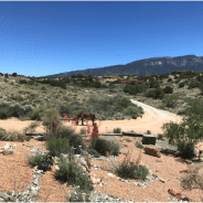 What Does It Mean to Be “Wild and Free” in Today’s World?