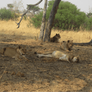 Letting the cat out of the bag