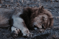 When the Lion is Not Asleep: Thoughts On Writing a Prequel