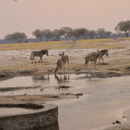 Watering Holes, or the Magical Qualities of Tea