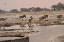 Watering Holes, or the Magical Qualities of Tea
