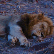 ‘In the jungle, the mighty jungle, the lion sleeps tonight’