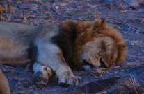 ‘In the jungle, the mighty jungle, the lion sleeps tonight’