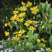 When There Are No Words