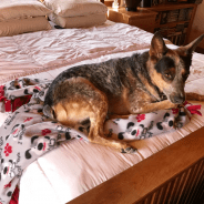 Just For Fun: Best Christmas Gift for Django