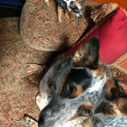 Belonging to the Critter Club