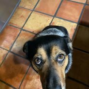 A New Love: Meeting Monk